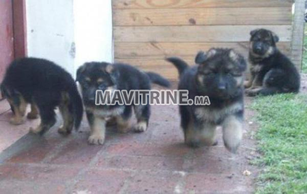 chiots berger allemand