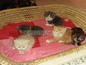 Photo de l'Annonce: Des super chatons persans race pure