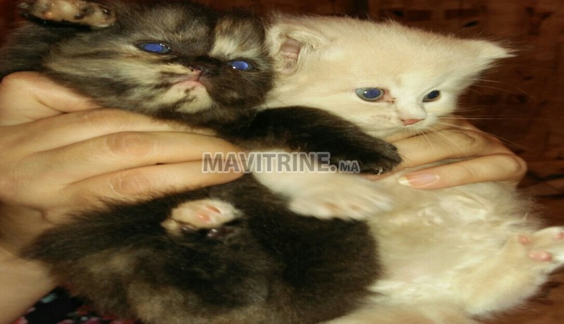 Chatons persans pure race