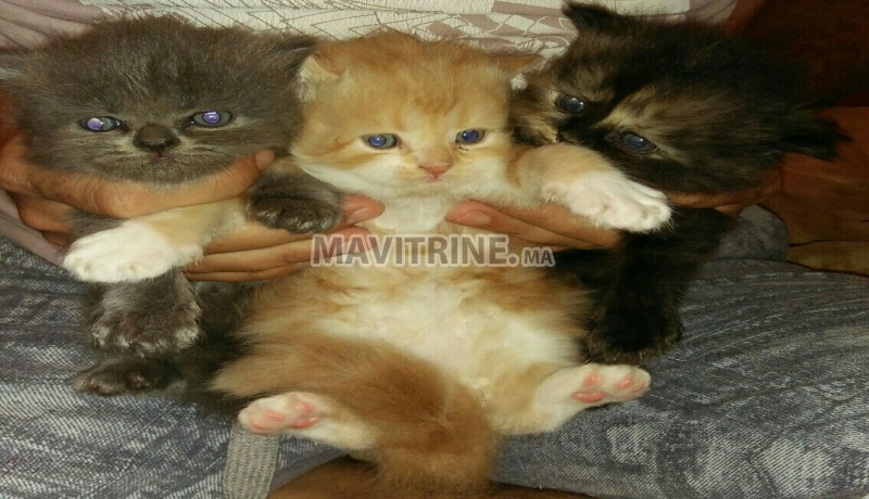 Chatons persans pure race