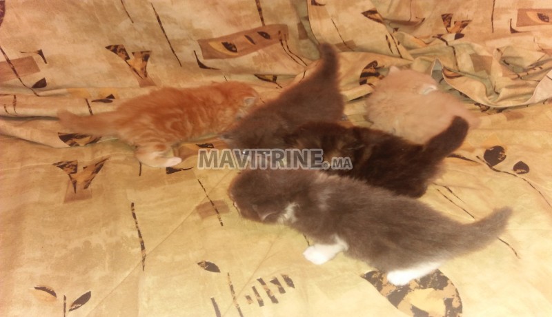 des supers chatons persans race pure age de 1 mois