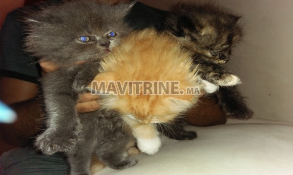 Des chatons de race pure persans