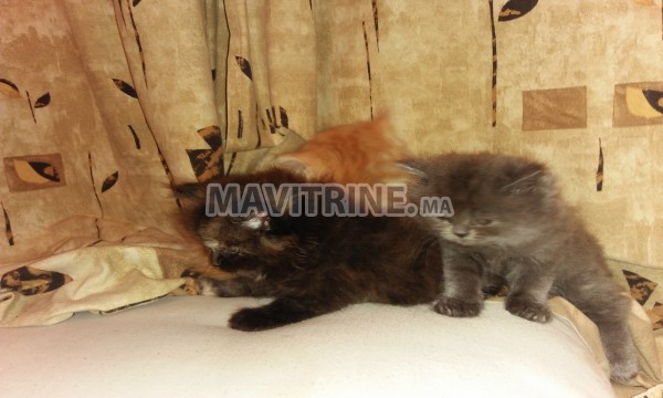 Des chatons de race pure persans