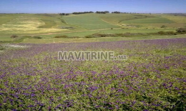 Terrain a vendre a sehoul