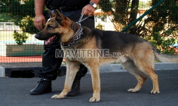 agents de sécurité avec chien b