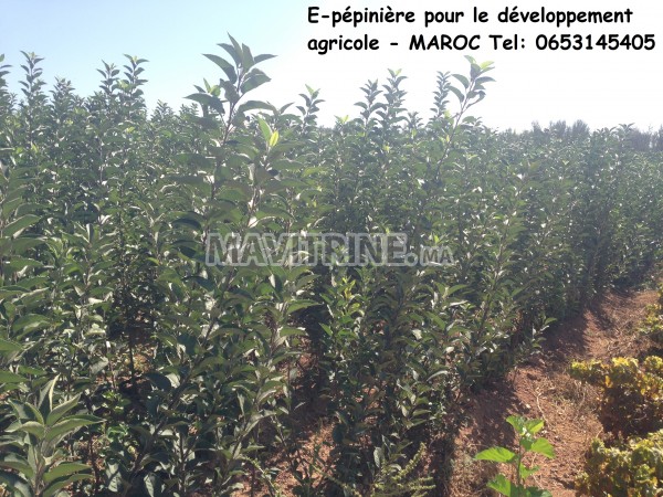 E-pépinière pour le développement agricole - MAROC