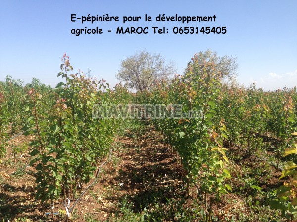 E-pépinière pour le développement agricole - MAROC