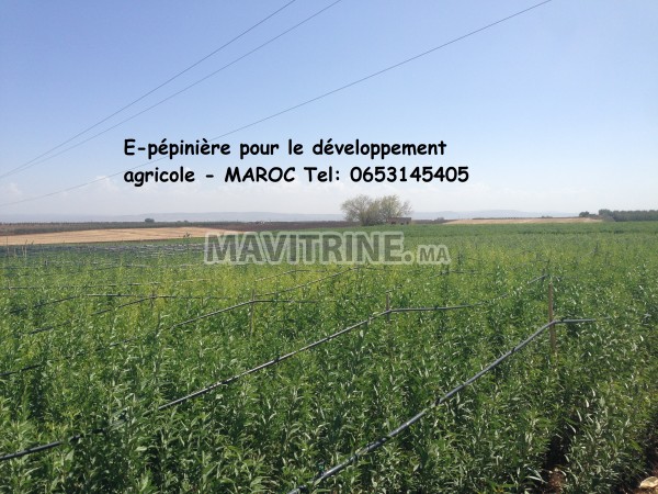 E-pépinière pour le développement agricole - MAROC