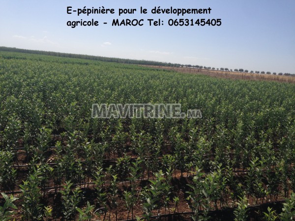 E-pépinière pour le développement agricole - MAROC