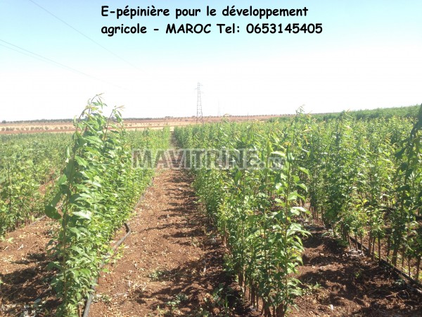 E-pépinière pour le développement agricole - MAROC