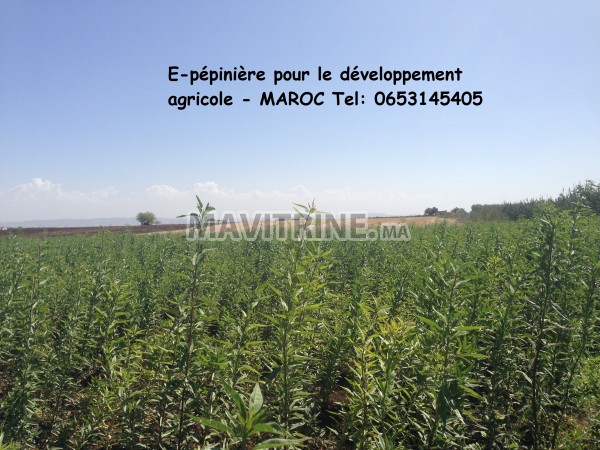 E-pépinière pour le développement agricole - MAROC