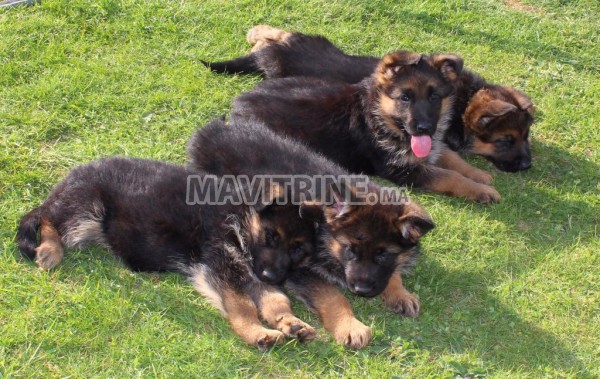 Chiots Berger Allemand à Vendre Dans Animaux à Rabat