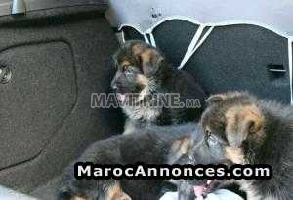 chiots berger allemand