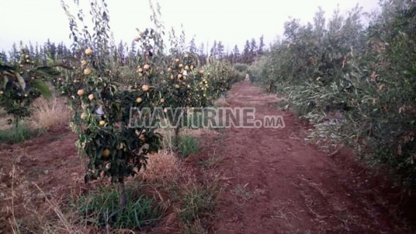 Terrain de 11200 m2 Route de Meknes