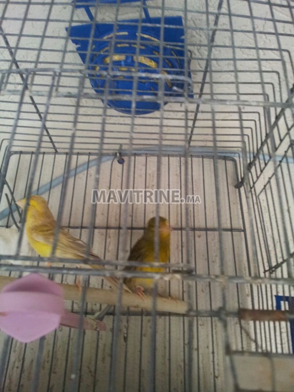 couple canari plus cage