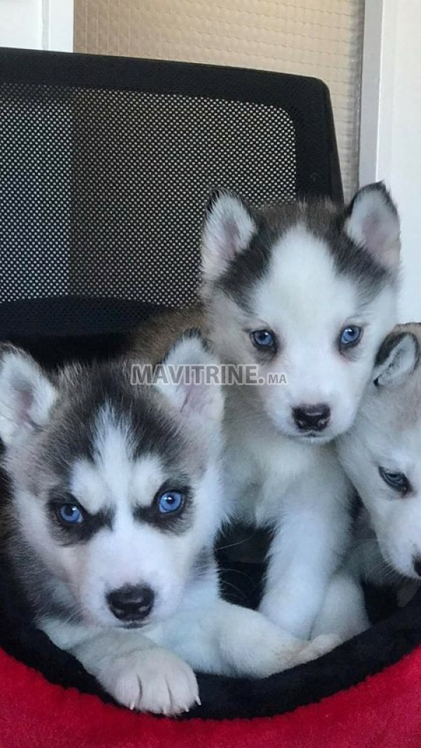 Chiot Husky à Vendre Dans Animaux à Casablanca Mavitrine