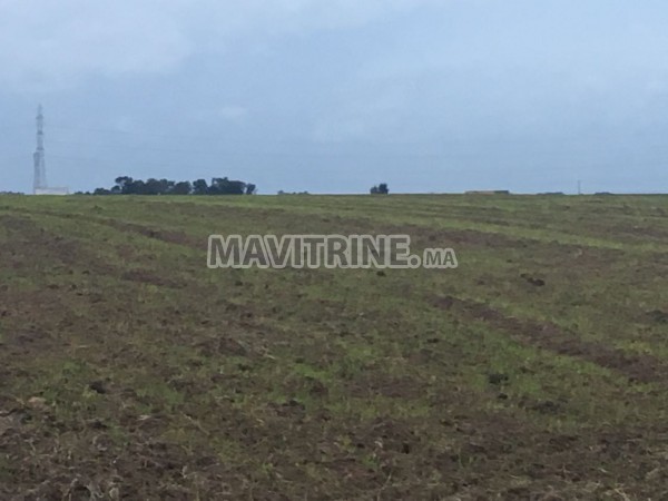 Un Terrain agricole de 138 hectares à Mohammedia.