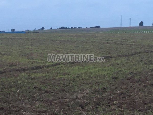 Un Terrain agricole de 138 hectares à Mohammedia.