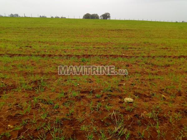 terrain agriculturé