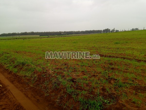 terrain agriculturé