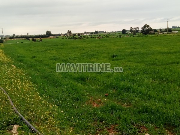 terrain agriculturé à lmharsa sahel