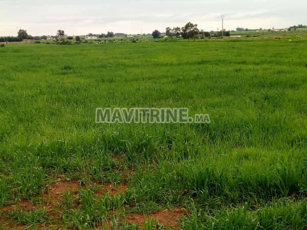 terrain agriculturé à lmharsa sahel