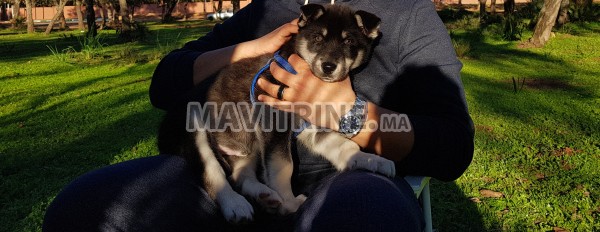 Chien Husky siberien