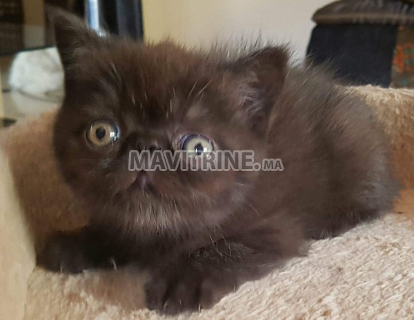 Chatons Persans A Vendre Dans Animaux A Casablanca Mavitrine Ma Le Meilleur Site Des Annonces Gratuites Au Maroc Test