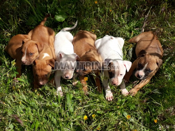 Vente chiots Américain Staff