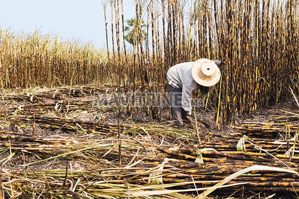 Vente terrain de 110 hectares