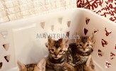Photo de l'annonce: chatons bengal