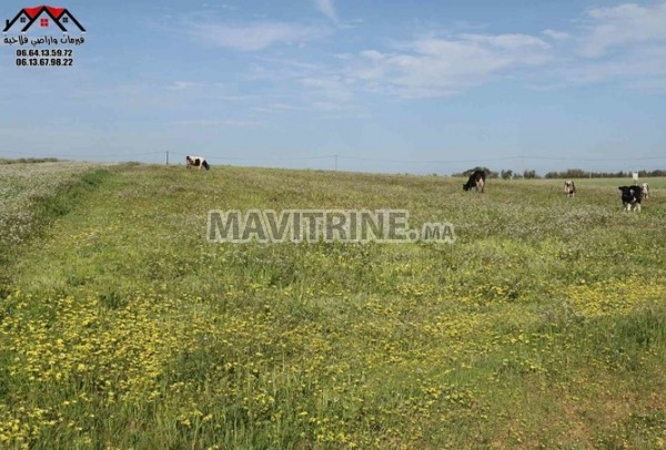 Terrain agricole