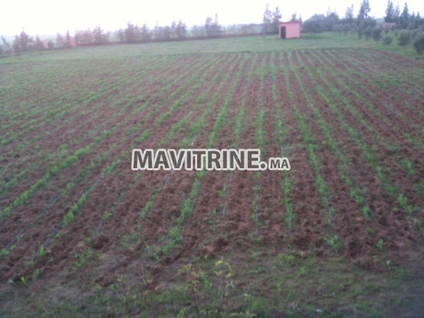 ferme et petite villa titré région kamouni