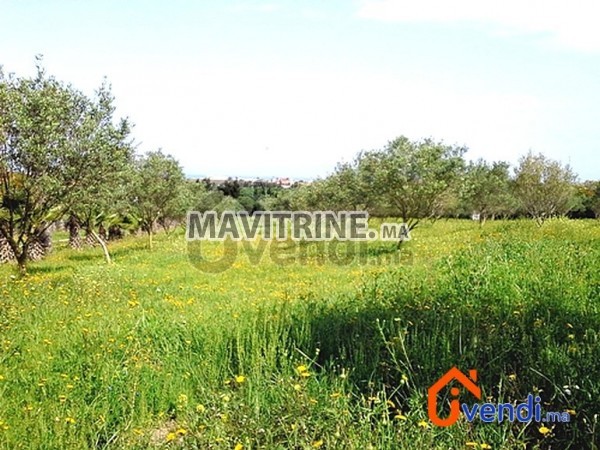 Ferme 1,36 hectare avec villa plain pied – Sidi Rahal