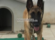 Photo de l'annonce: Un beau Chien berger malinois