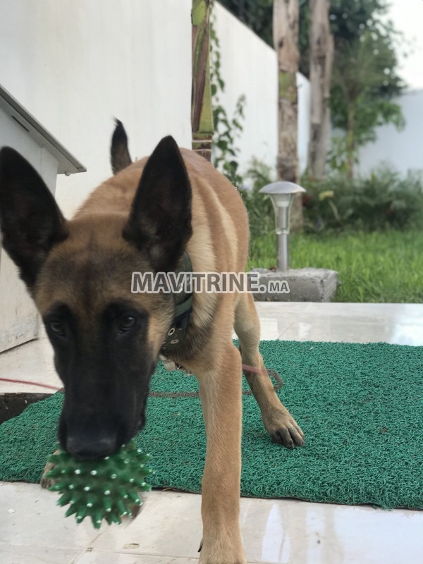 Un beau Chien berger malinois