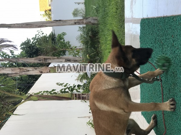 Un beau Chien berger malinois