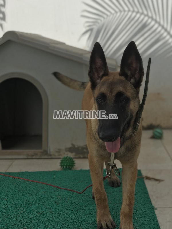 Un beau Chien berger malinois