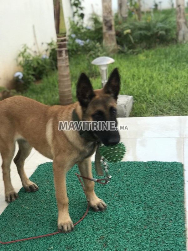 Un beau Chien berger malinois