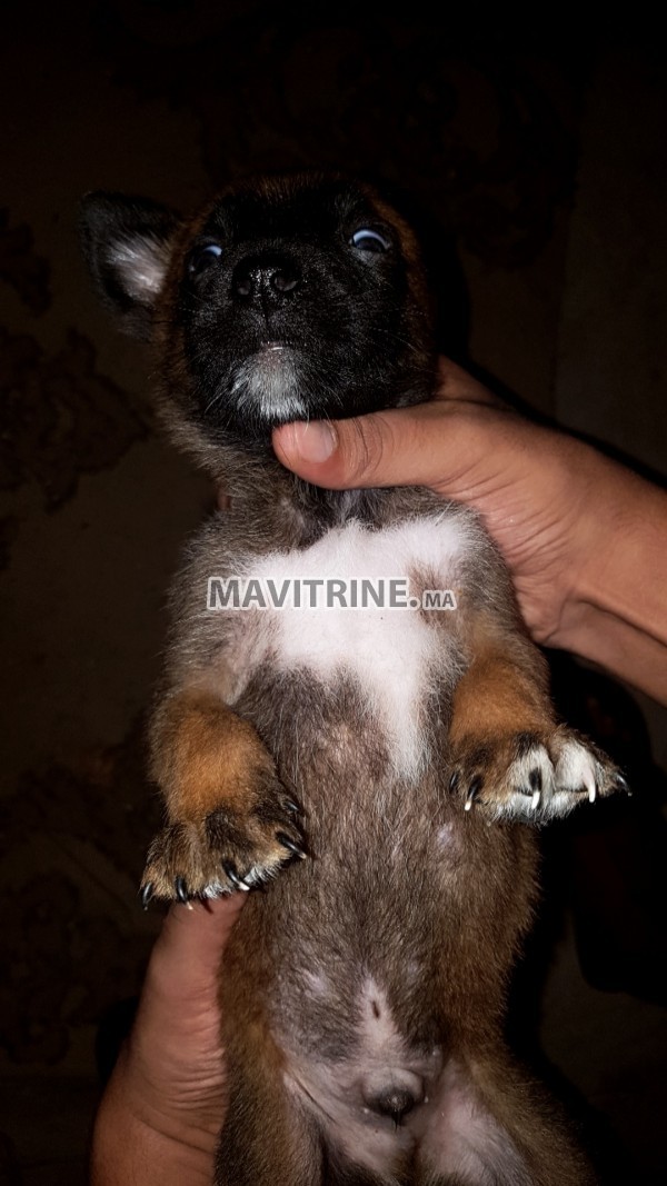 Des Chiots berger belge malinois a vendre