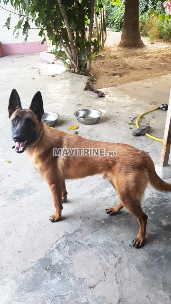 Des Chiots berger belge malinois a vendre