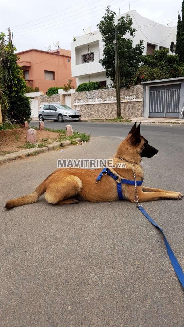 Des Chiots berger belge malinois a vendre