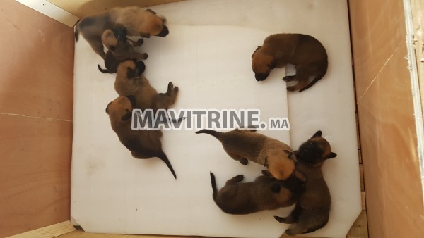 Des Chiots berger belge malinois a vendre