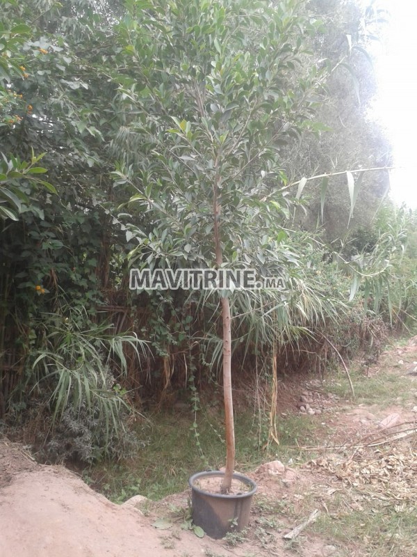 Ficus 3 metres