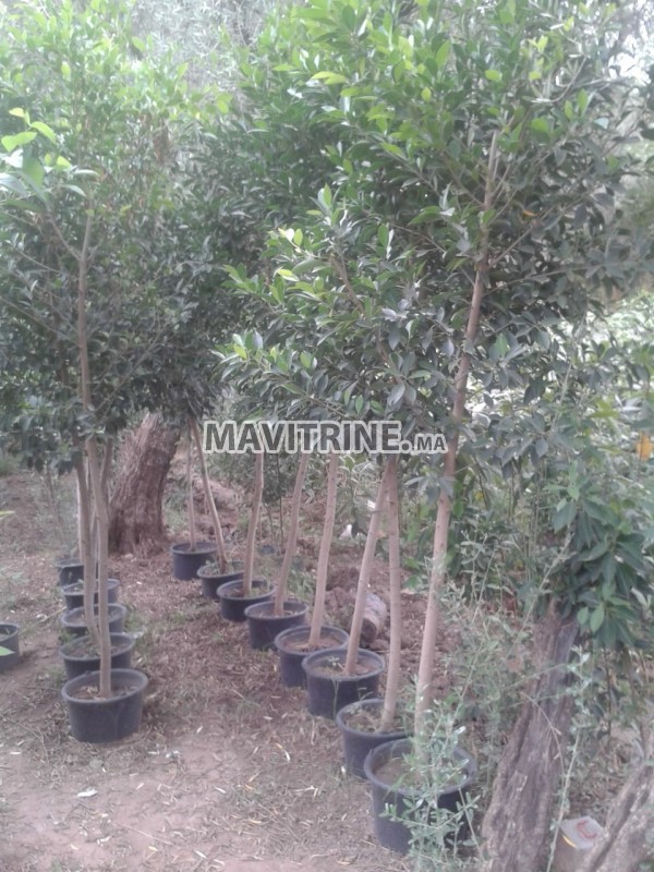 Ficus 3 metres