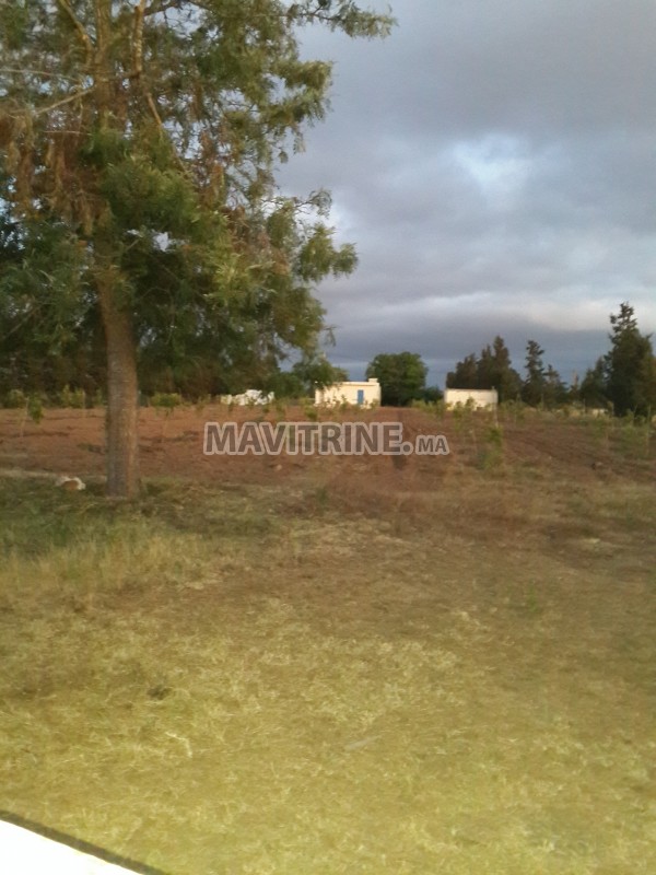 FERME EQUIPEE 600 ARBRES AGRUMES