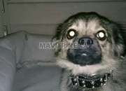 Photo de l'annonce: chien chihuahua poil long