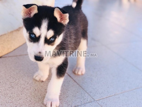 Husky de race pure