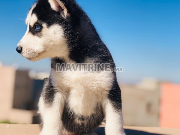 Husky de race pure