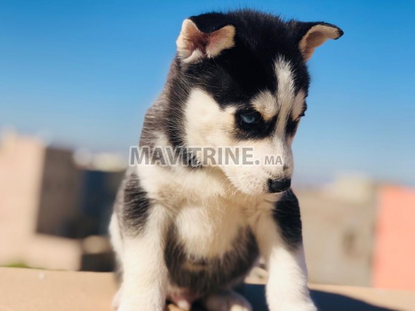 Husky de race pure